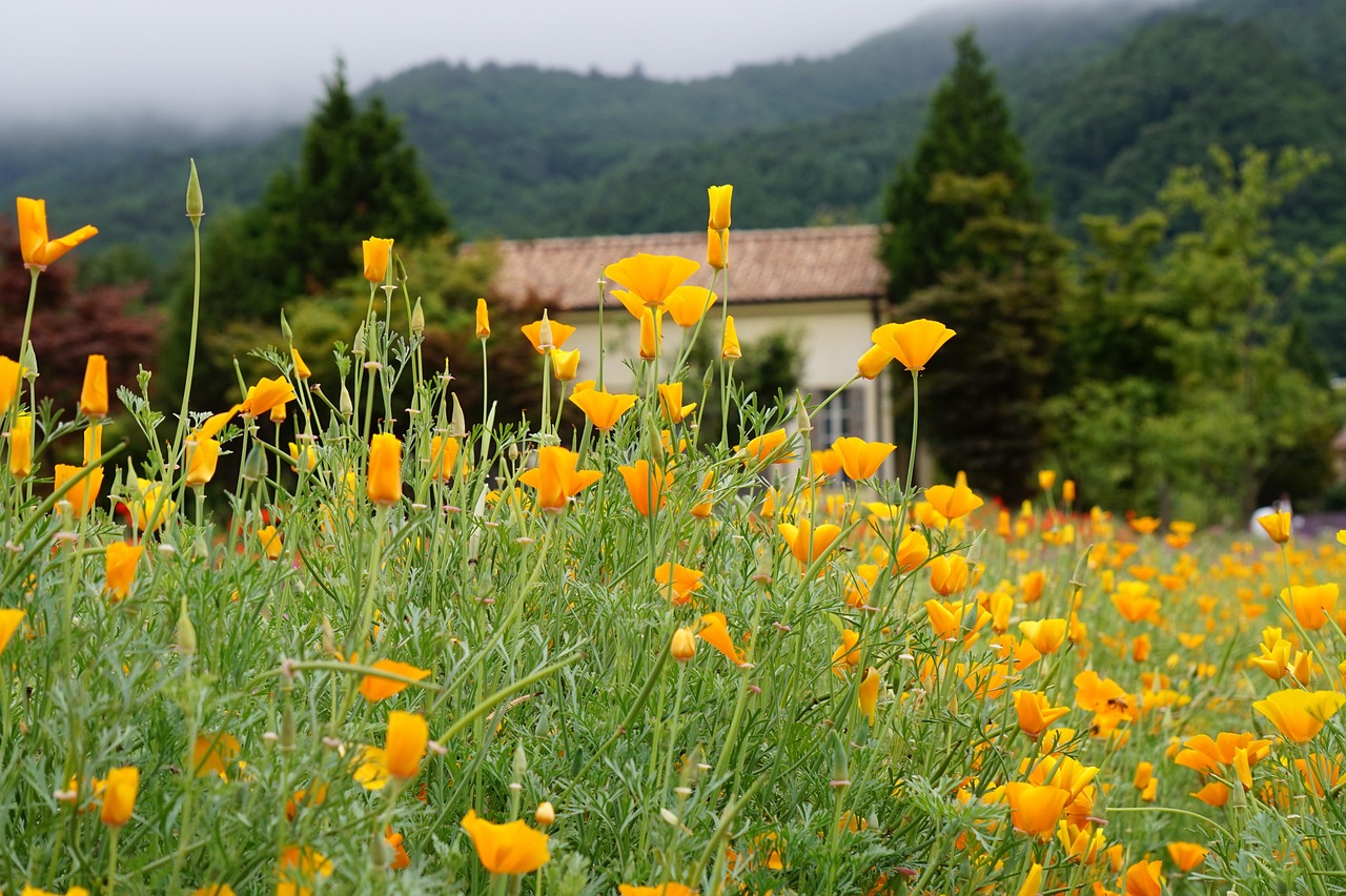如何在SEO中使用转换率优化